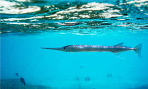 Needlefish Swimming Underwater Wallpaper