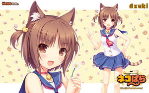 Nekopara's Azuki Wallpaper