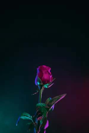 Neon-aesthetic Dark Hd Flowers Phone Wallpaper