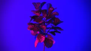 Neon Glow Plant Photography Wallpaper