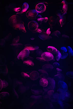 Neon Jellyfish Iphone 11 Pro Max Wallpaper