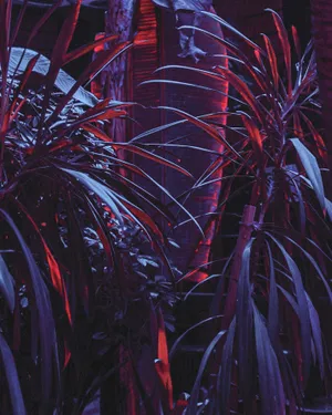 Neon Nature Nightlife.jpg Wallpaper