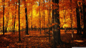 Neon Orange Forest In Autumn Wallpaper