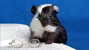 Nerdy Black And White Hamster Wallpaper