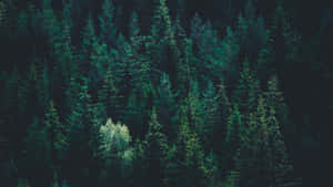 “nestled In The Dark Green Forest” Wallpaper