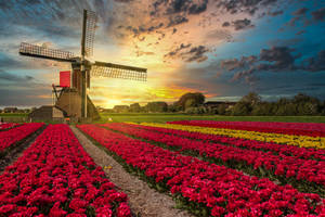 Netherlands Holland Garden Wallpaper