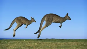 New South Wales Kangaroos Wallpaper
