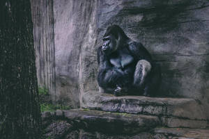 Nice Wildlife Photography Cool Gorilla Wallpaper