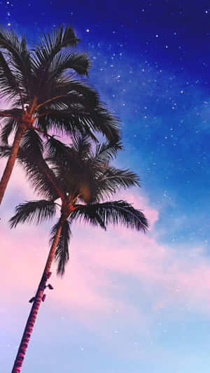 Night Sky With Palm Tree Iphone Wallpaper