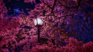 Nighttime Cherry Blossomsand Street Lamp Wallpaper