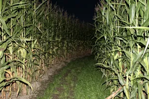 Nighttime Corn Maze Path Wallpaper