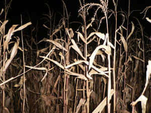 Nighttime Cornfield Pathway Wallpaper