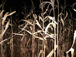 Nighttime Cornfield Pathway Wallpaper