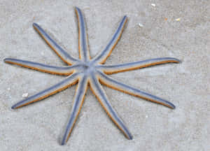 Nine Armed Sea Staron Sand Wallpaper