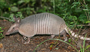 Nine Banded Armadilloin Habitat.jpg Wallpaper