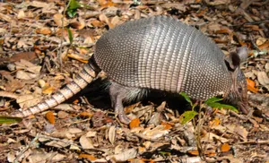 Nine Banded Armadilloin Habitat.jpg Wallpaper