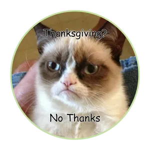 No Thanks Cat Meme Pfp Wallpaper