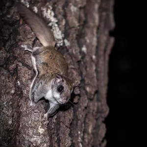 Nocturnal Flying Squirrel On Tree Wallpaper