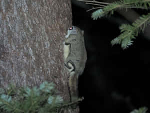 Nocturnal Flying Squirrel On Tree Wallpaper