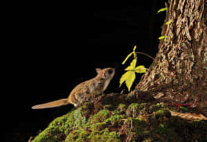 Nocturnal Flying Squirrel Perched Wallpaper