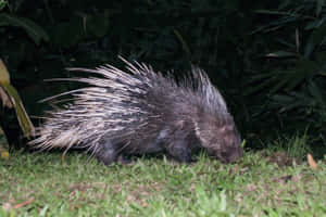 Nocturnal Porcupinein Grass Wallpaper