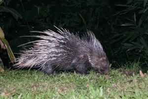 Nocturnal Porcupinein Grass Wallpaper