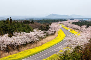 Noksan Road Jeju Island Wallpaper