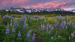 Nootka Lupine Plants Colorado Desktop Wallpaper