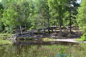 Nordic Forest Lake Shore Wallpaper
