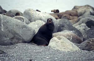 Northern Fur Seal Amidst Rocks.jpg Wallpaper