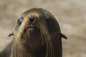 Northern Fur Seal Close Up Wallpaper