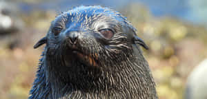 Northern Fur Seal Close Up Wallpaper