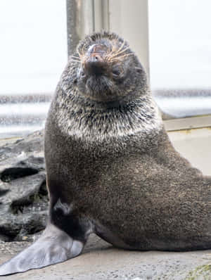 Northern Fur Seal Close Up Wallpaper