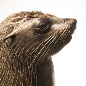 Northern Fur Seal Portrait Wallpaper