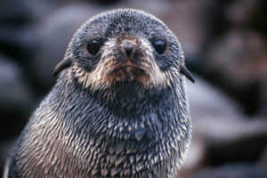 Northern Fur Seal Pup Portrait Wallpaper