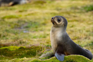 Northern Fur Seal Pup Restingon Grassy Terrain Wallpaper