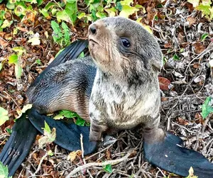 Northern Fur Seal Pupin Nature.jpg Wallpaper