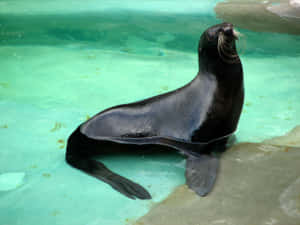 Northern Fur Seal Sunningby Pool Wallpaper