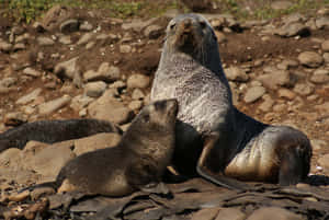 Northern Fur Sealand Pup Resting Wallpaper