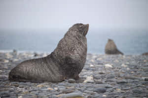 Northern Fur Sealin Snowy Weather Wallpaper