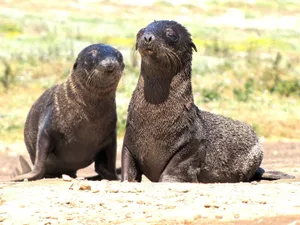 Northern Fur Seals Baskingin Sunlight Wallpaper