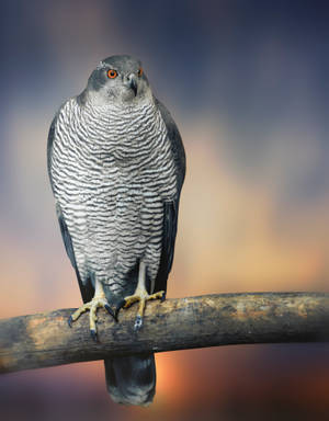 Northern Goshawk Birds In Nature Wallpaper