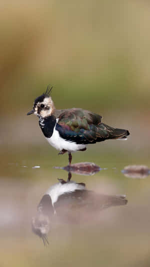 Northern Lapwing Reflection Water Wallpaper