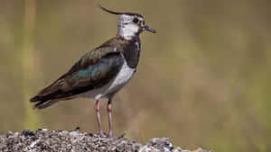 Northern Lapwing Standing Profile Wallpaper