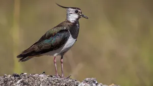 Northern Lapwing Standing Profile Wallpaper