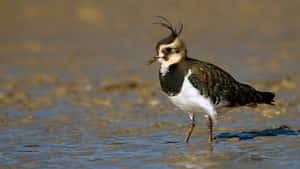 Northern Lapwing Wading Water.jpg Wallpaper