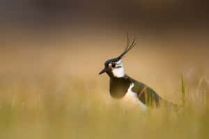 Northern Lapwingin Grassland Habitat.jpg Wallpaper