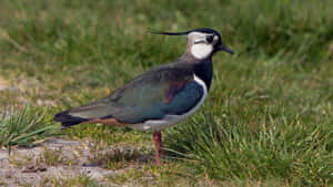 Northern Lapwingin Grassland Habitat.jpg Wallpaper