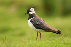 Northern Lapwingin Grassland.jpg Wallpaper