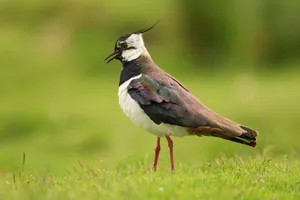 Northern Lapwingin Grassland.jpg Wallpaper